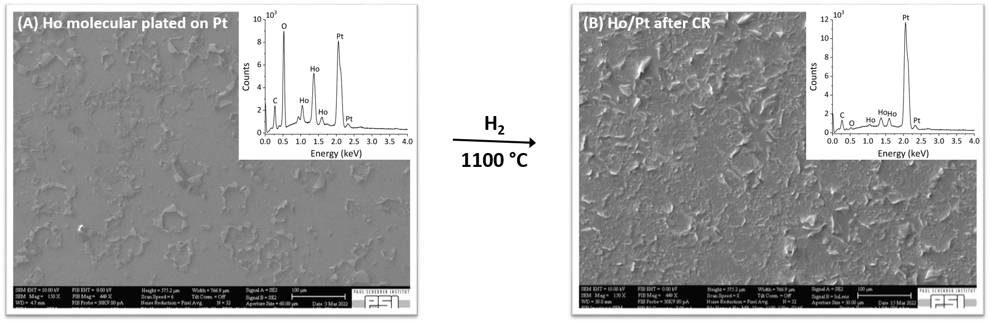 Fig. 1 Scanning Electron Microscope (SEM) picture of: (A) sample obtained by MP of Ho on Pt backing; (B) sample after CR at 1100 °C under H2 atmosphere. The insets shows the relative EDXs. © PSI